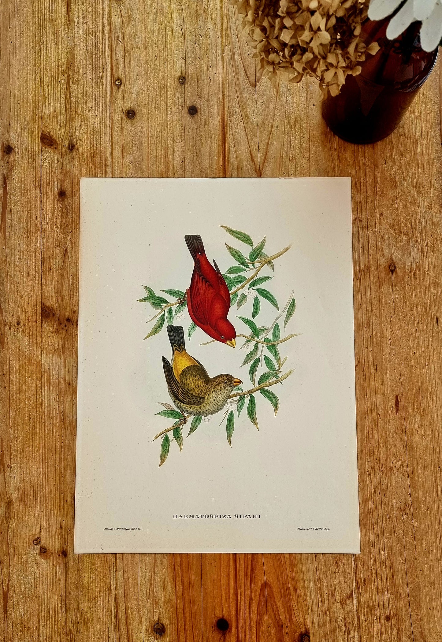 Lithographie d'oiseaux "HAEMATOSPIZA SIPAHI" de J. Gould & H.C. Richter les kitscheries brocante en ligne