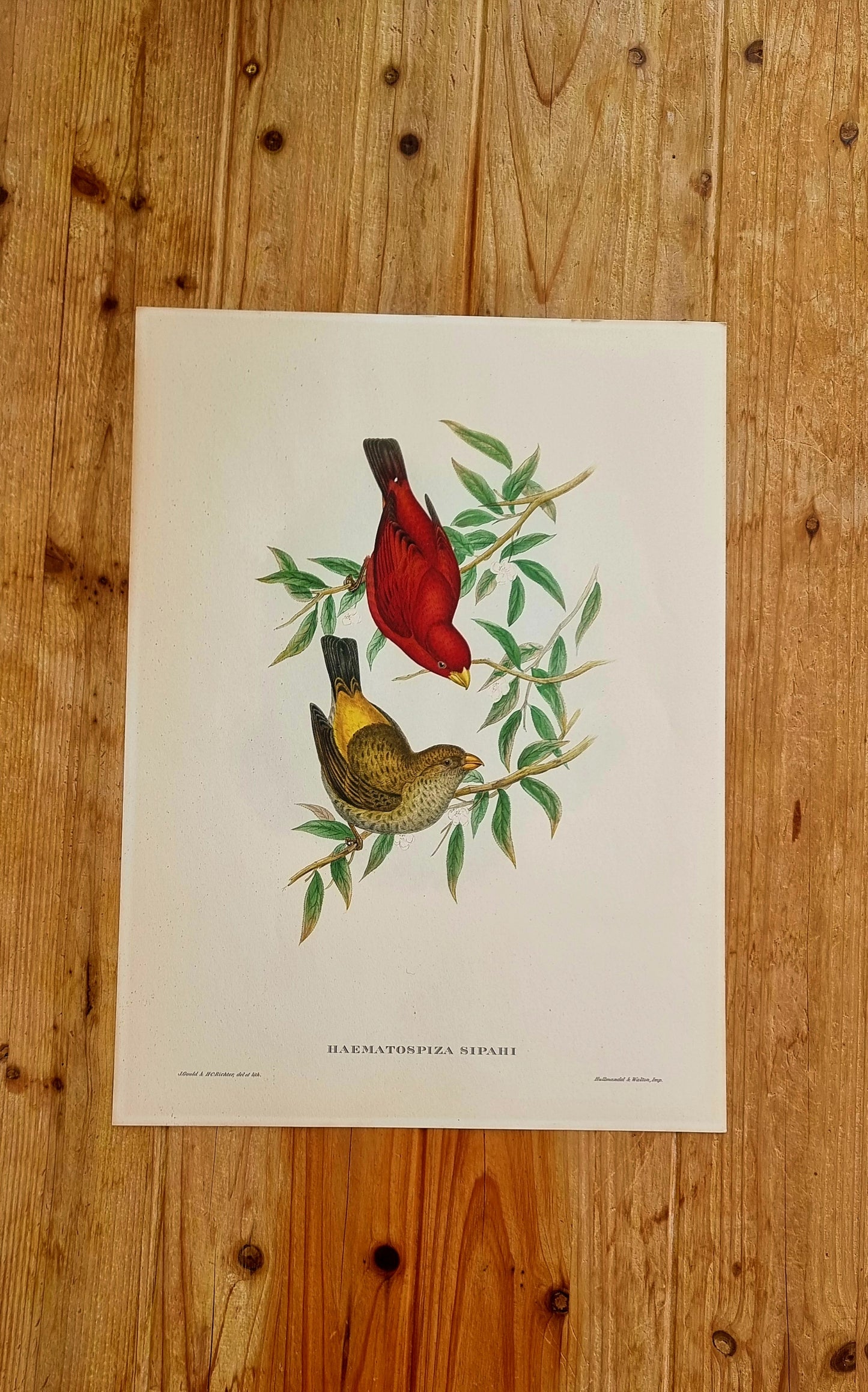 Lithographie d'oiseaux "HAEMATOSPIZA SIPAHI" de J. Gould & H.C. Richter les kitscheries brocante en ligne