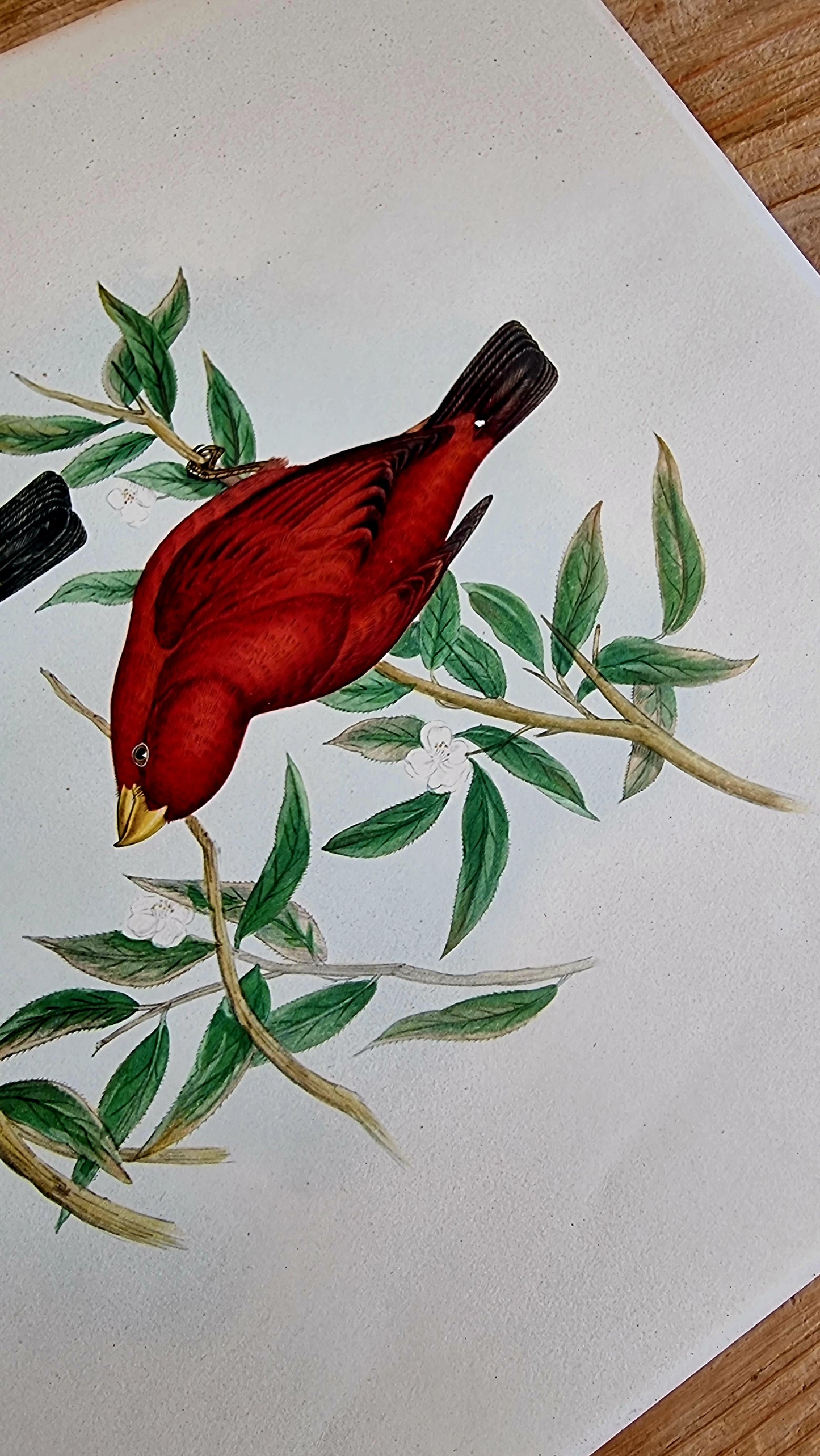 Lithographie d'oiseaux "HAEMATOSPIZA SIPAHI" de J. Gould & H.C. Richter les kitscheries brocante en ligne