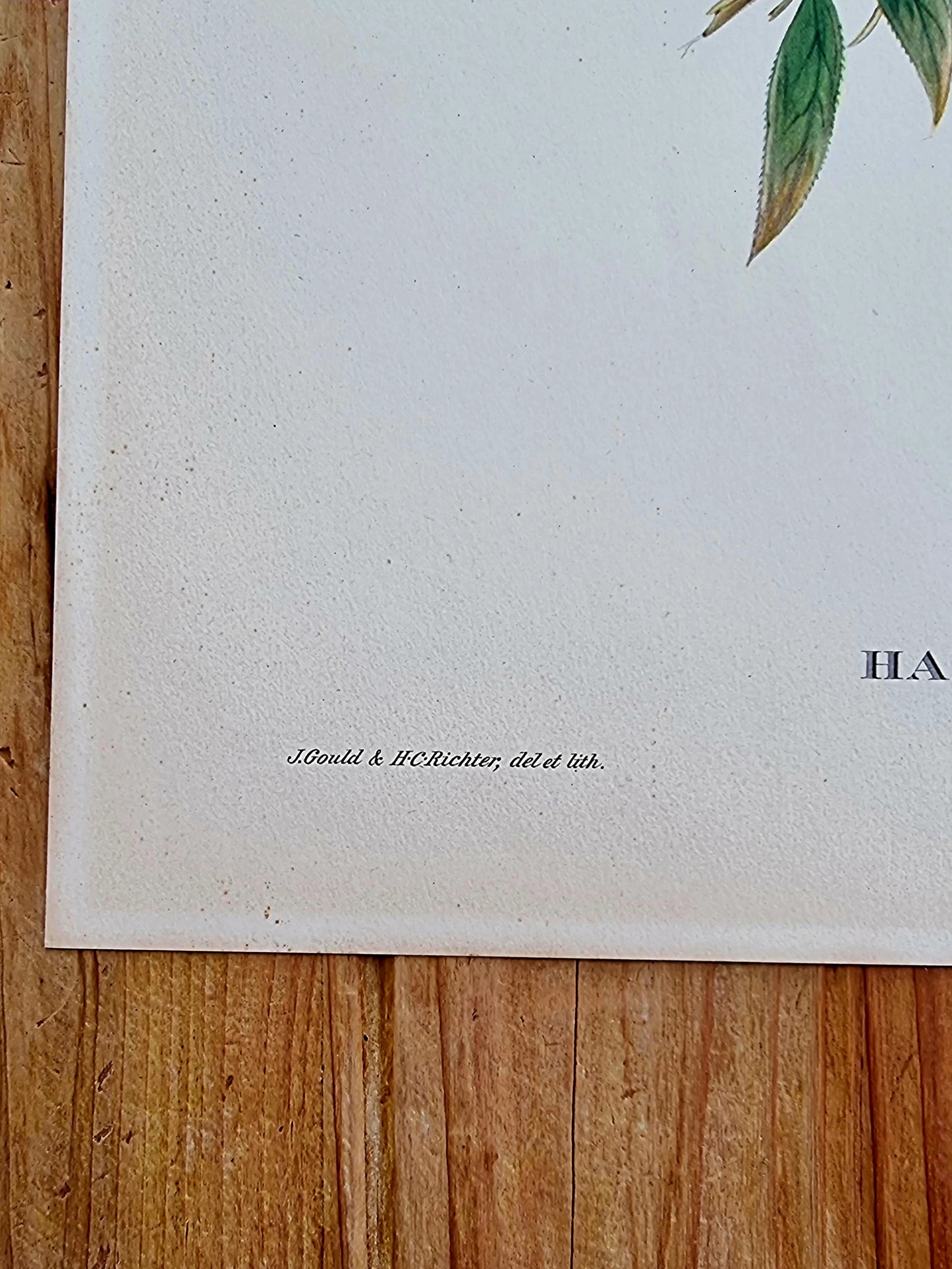 Lithographie d'oiseaux "HAEMATOSPIZA SIPAHI" de J. Gould & H.C. Richter les kitscheries brocante en ligne