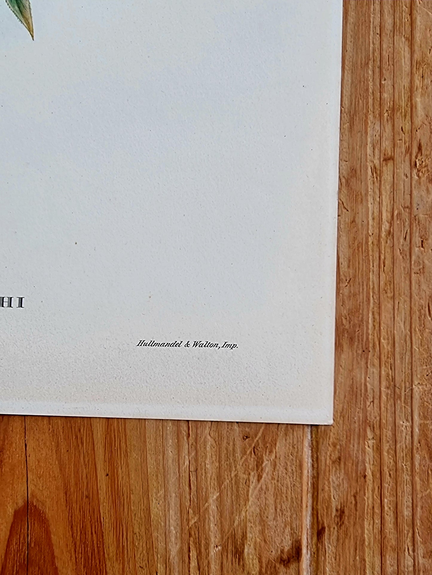 Lithographie d'oiseaux "HAEMATOSPIZA SIPAHI" de J. Gould & H.C. Richter les kitscheries brocante en ligne