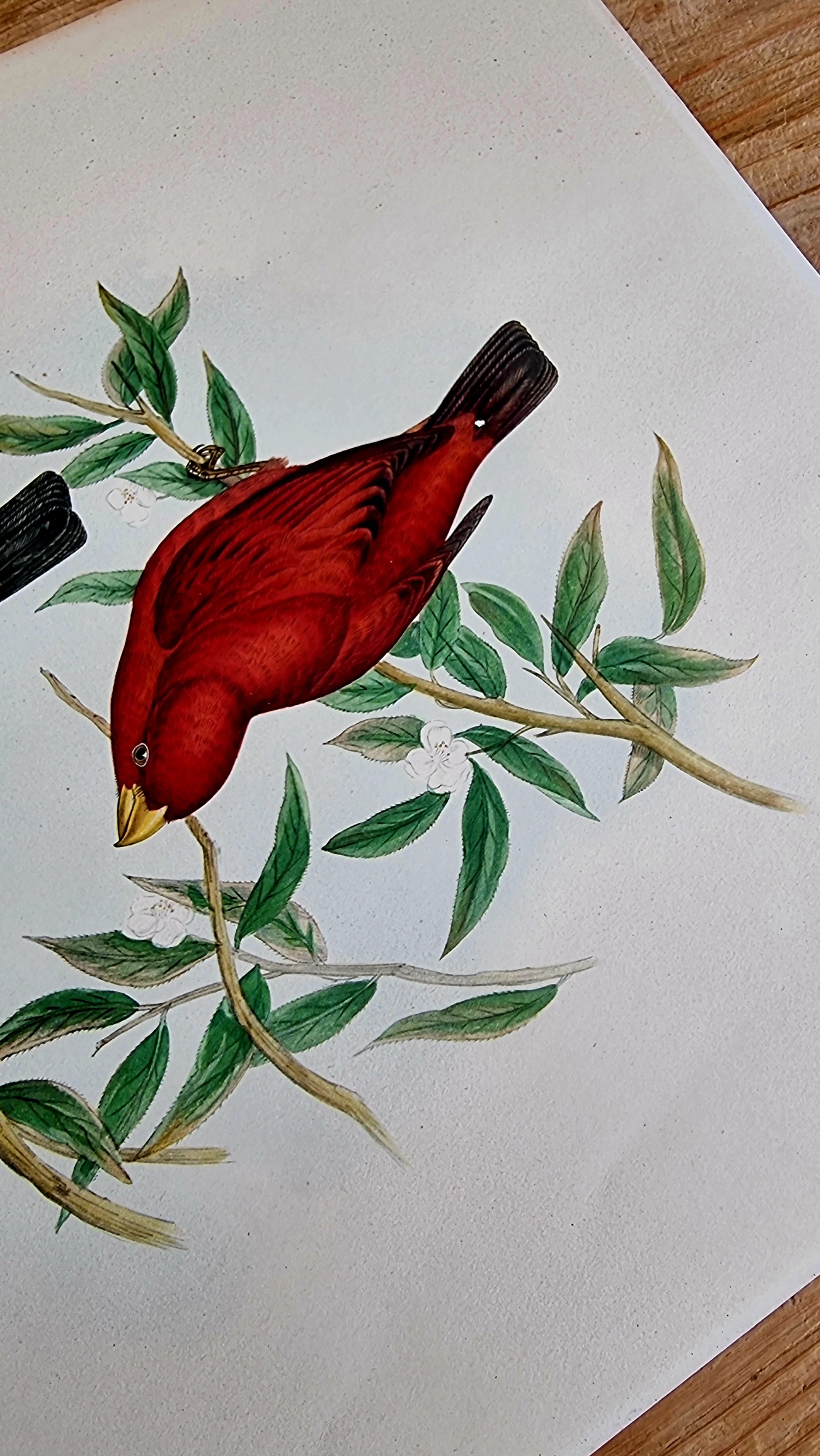 Lithographie d'oiseaux "HAEMATOSPIZA SIPAHI" de J. Gould & H.C. Richter les kitscheries brocante en ligne