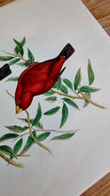 Charger l&#39;image dans la galerie, Lithographie d&#39;oiseaux &quot;HAEMATOSPIZA SIPAHI&quot; de J. Gould &amp; H.C. Richter les kitscheries brocante en ligne
