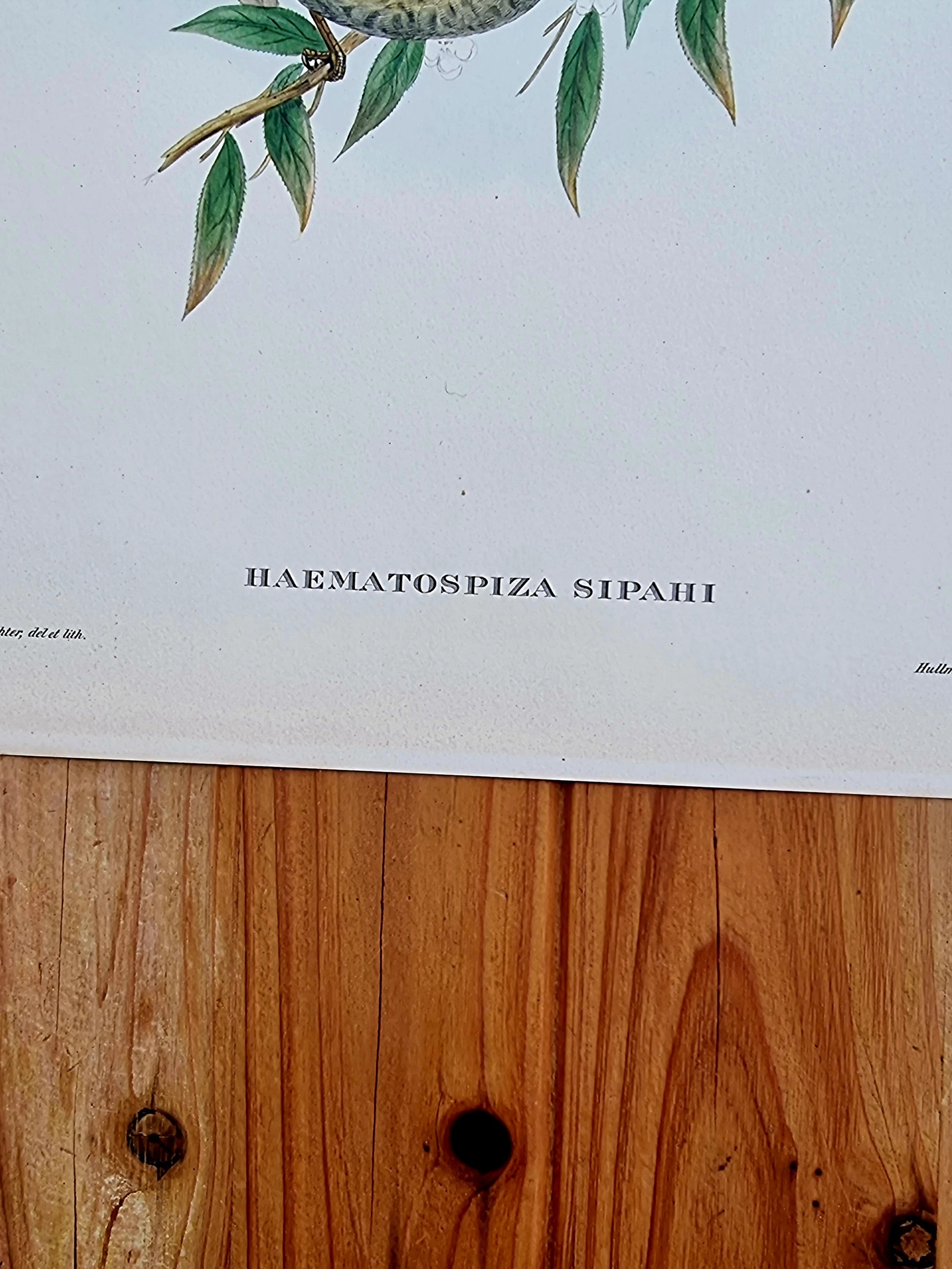 Lithographie d'oiseaux "HAEMATOSPIZA SIPAHI" de J. Gould & H.C. Richter les kitscheries brocante en ligne